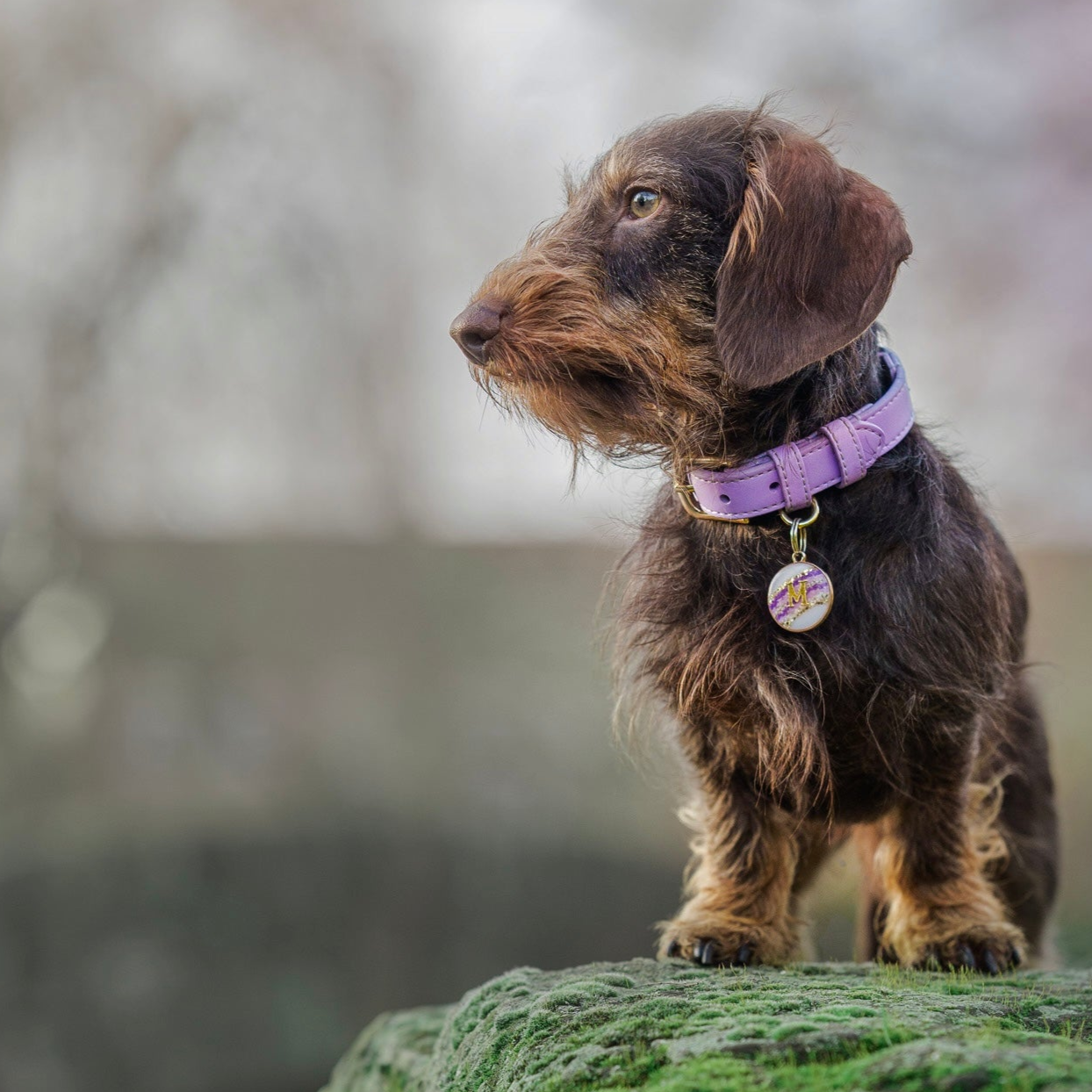 Why Dog Tags are Essential for Your Furry Friend - A Guide from Tails & Bloom