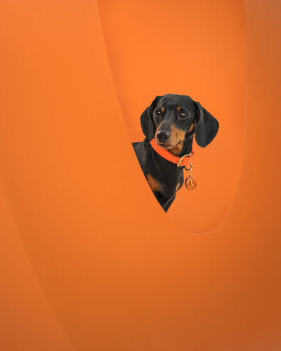 Levi The Miniature Dachshund at Goodwoof wearing Tangerine Tails & Bloom