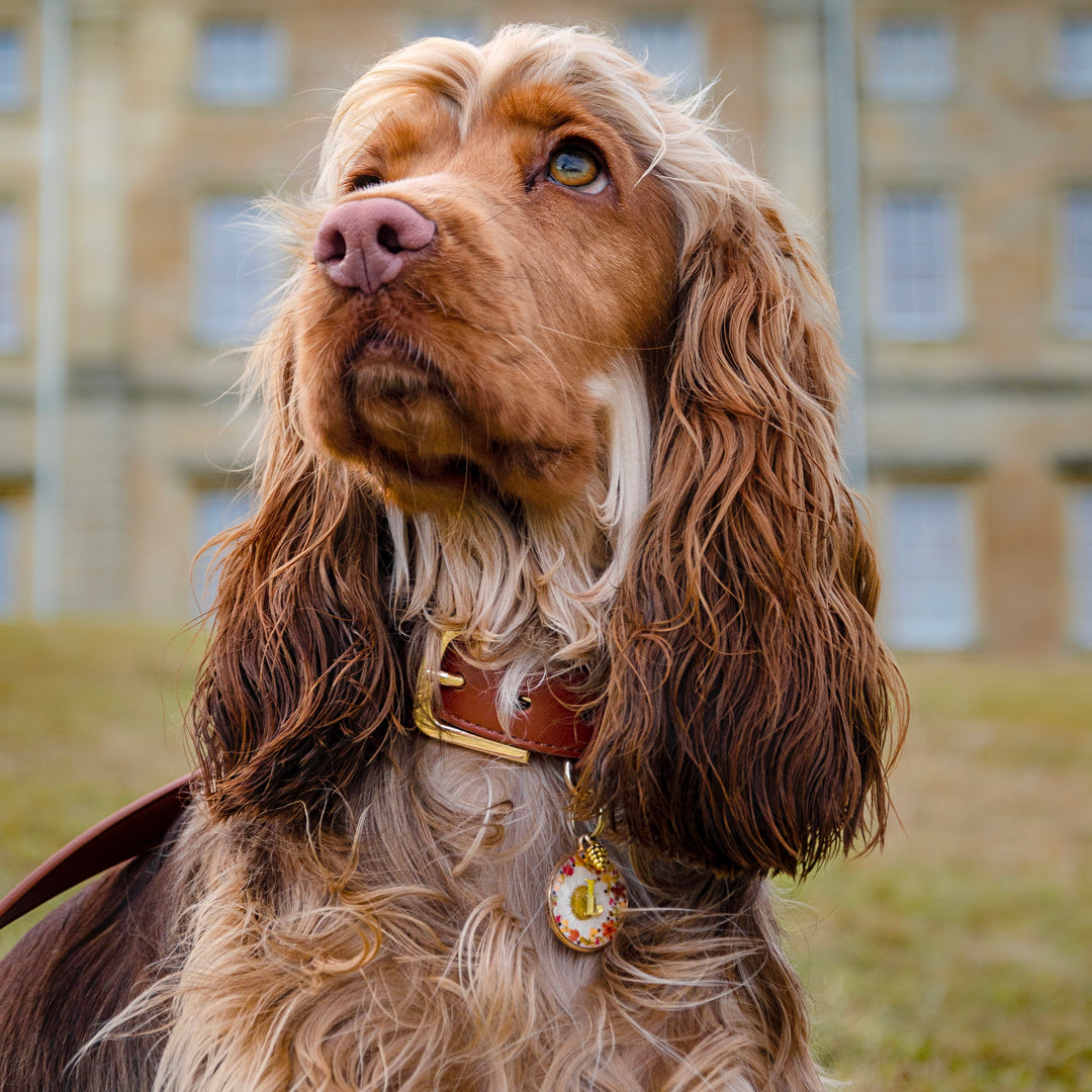 Hazelnut Dog Collar