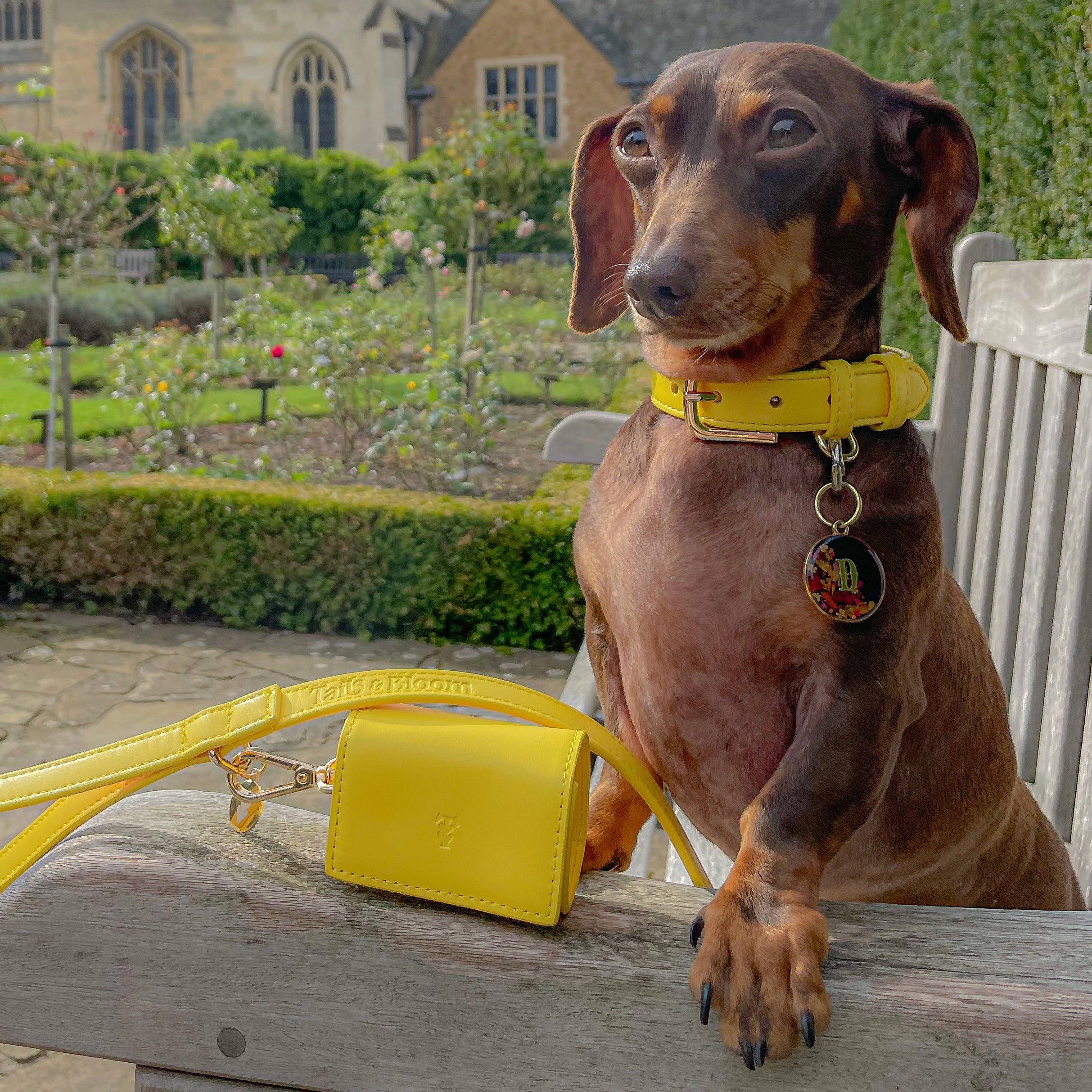 Premium Yellow Dog Lead by Tails Bloom Stylish and Durable Pet