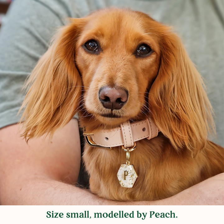 Biscotti Dog Collar