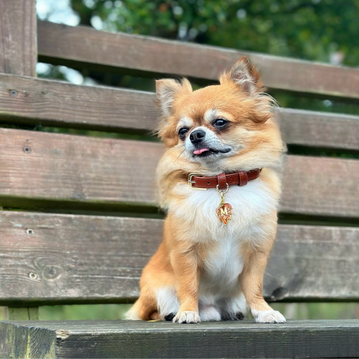 Hazelnut Dog Collar