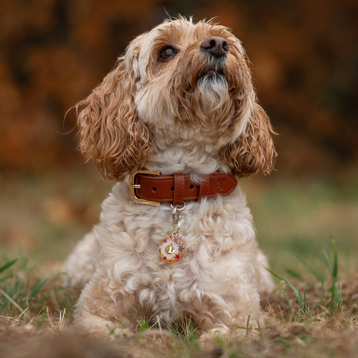 Hazelnut Dog Collar