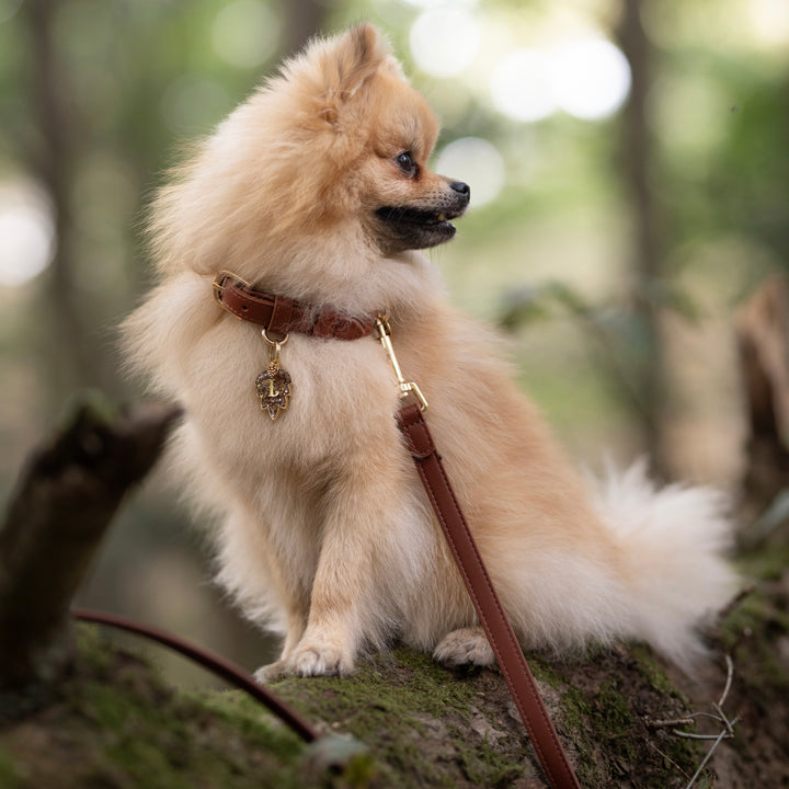 Hazelnut Dog Lead