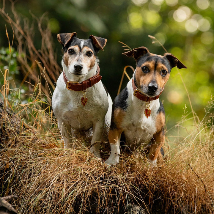 Hazelnut Dog Collar