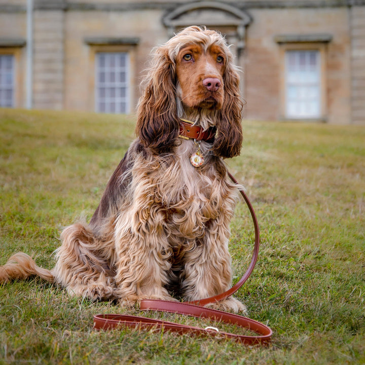 Hazelnut Dog Lead