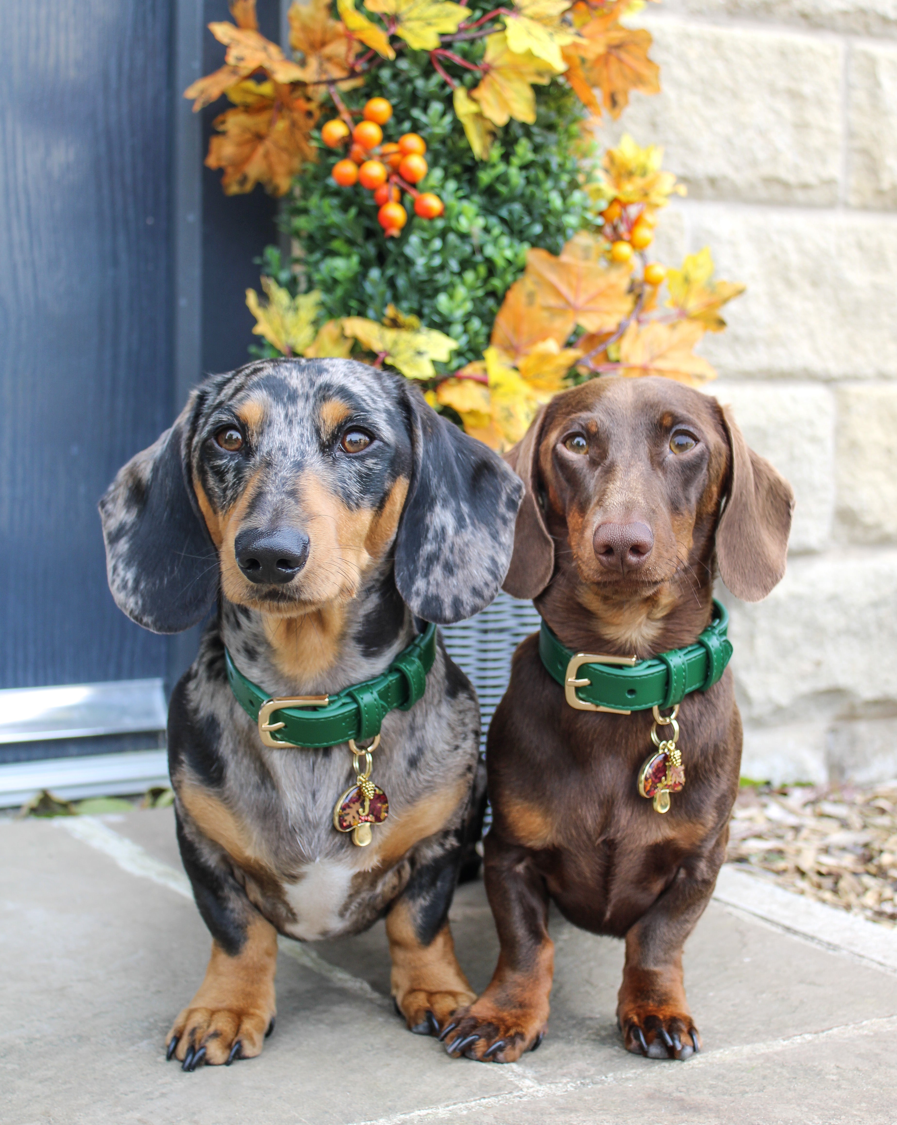 Dachshund tri outlet merle