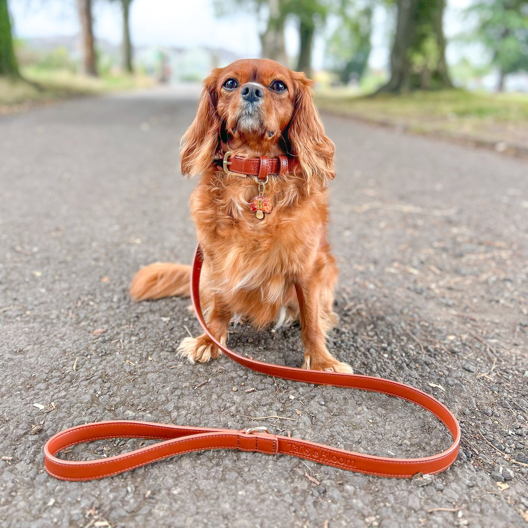 Hazelnut Dog Lead