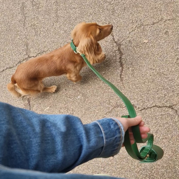 Leash animal best sale